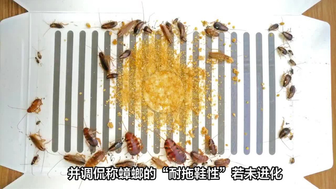 广东蟑螂进化引发关注，疾控部门作出回应