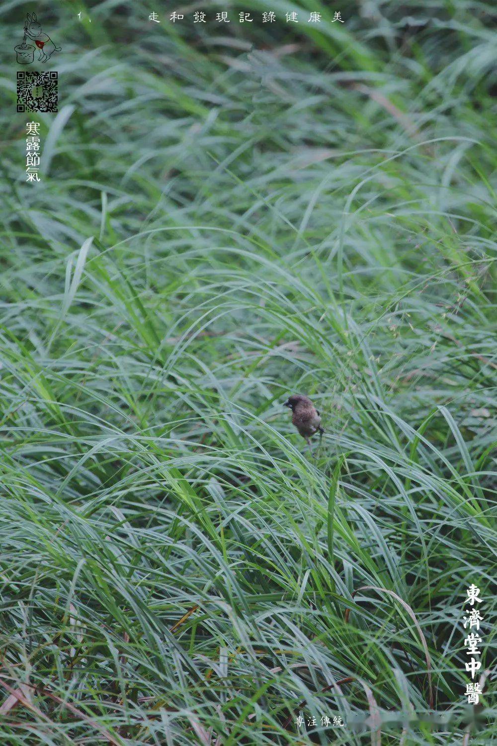 寒露时节，秋意浓重露凝寒