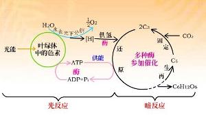 澳门平特一肖100%准资优势,高速规划方案响应_合作版1.085