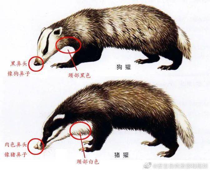 科技巨献，重新定义视频体验——最新袋熊视频重磅发布