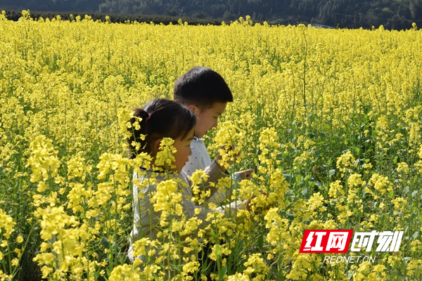 11月7日油菜价格行情及花开之旅，探寻内心平静的金色世界