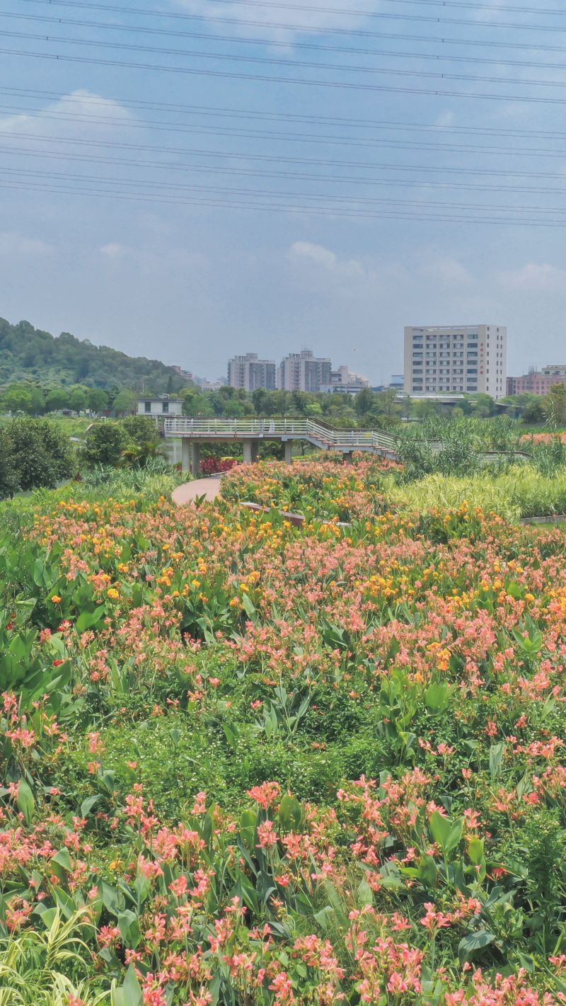 全椒花开富贵最新房价揭秘，自然美景背后的探寻之旅