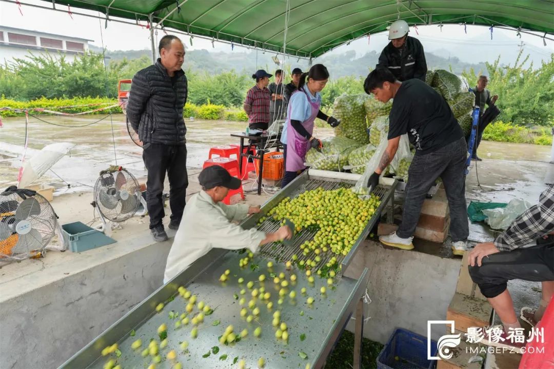 广东青梅收购动态，聚焦11月市场趋势与最新消息概览