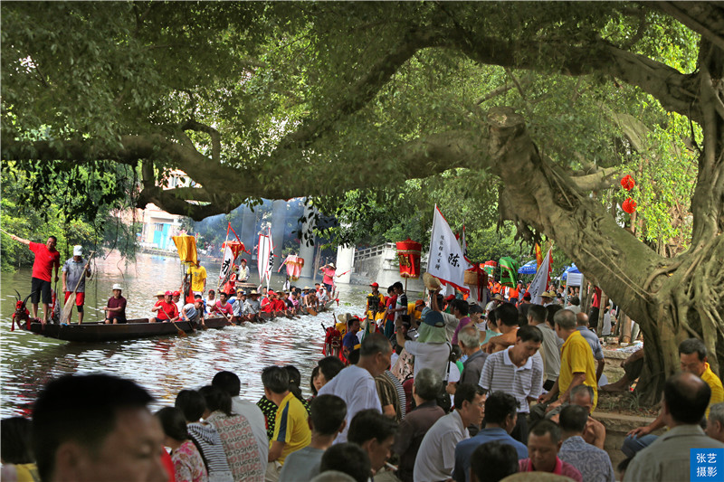 历年11月16日鱼视频回顾，鱼跃龙腾的瞬间与解读