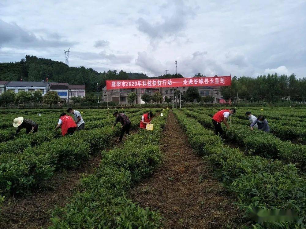 揭秘襄阳市最新科技动态，前沿高科技产品体验之旅（往年11月16日最新新闻）