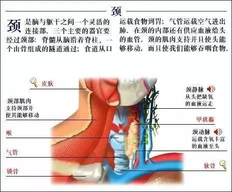 揭秘热门人体解剖，深度探索人体奥秘的奥秘日（11月28日）