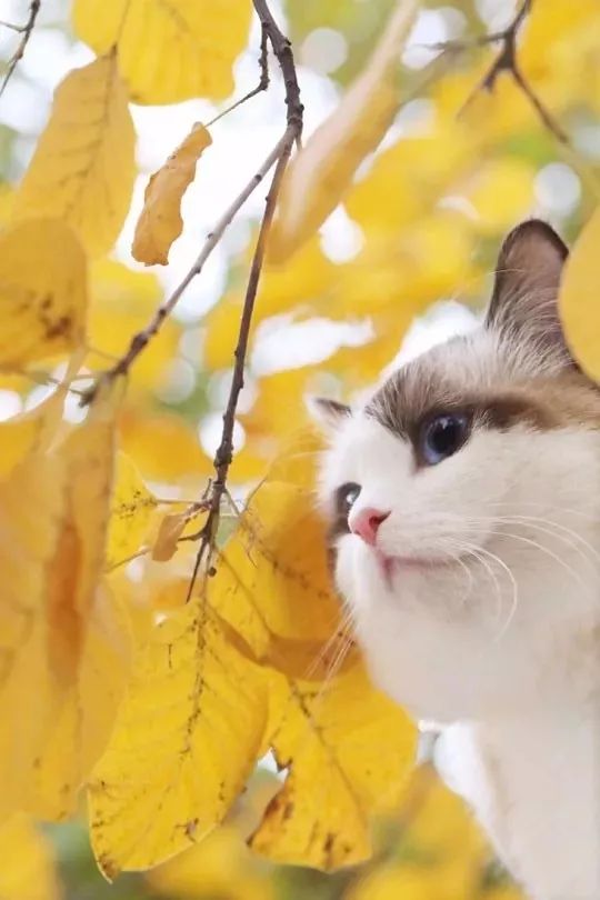 盛世猫宠热门章节阅读指南，轻松阅读11月28日章节教程