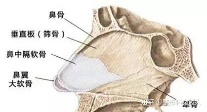 软骨发育不全未来展望，探索软骨再生新篇章（预测至2024年视角）