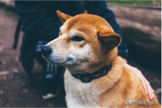 揭秘未来科技，预测猫狗实时追踪定位器的新纪元（2024年展望）